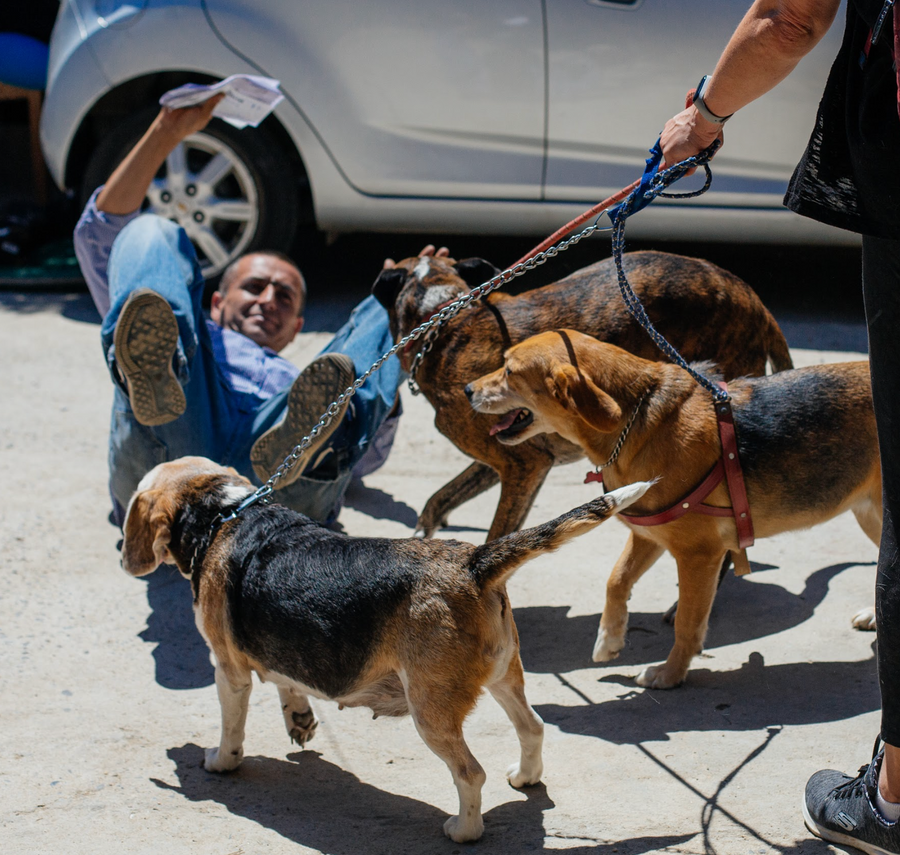 Perros junto a las personas que los acompañan a la jornada.