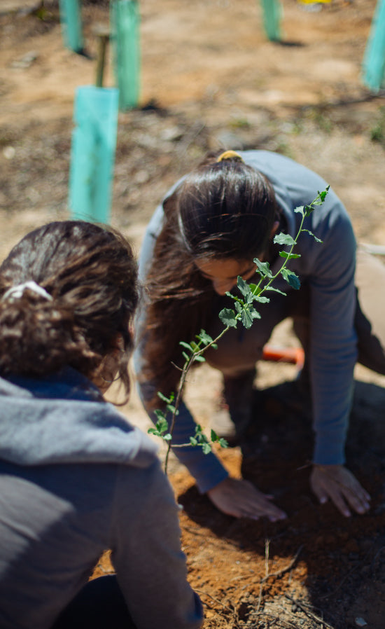 Integrantes del equipo cuidan un árbol recién plantado.