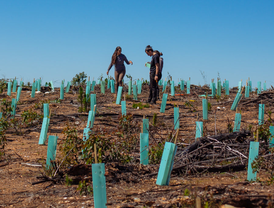 Una ladera con árboles recién plantados y sus protectores.