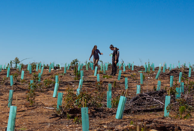 Reforestemos