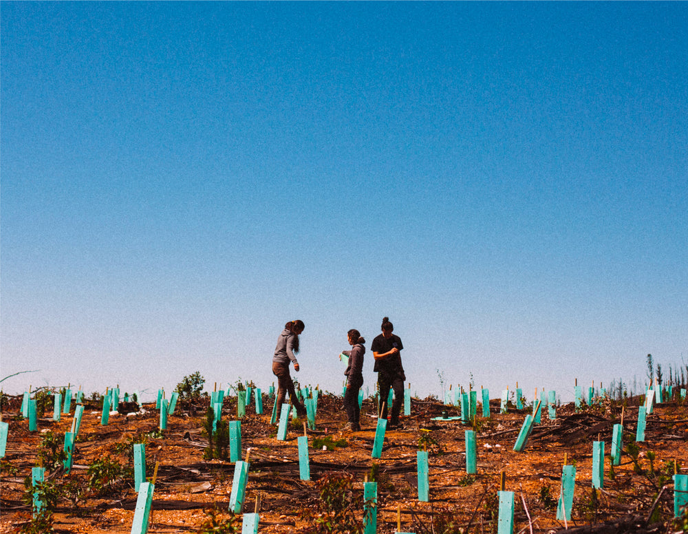 Jornada de reforestación junto a Reforestemos