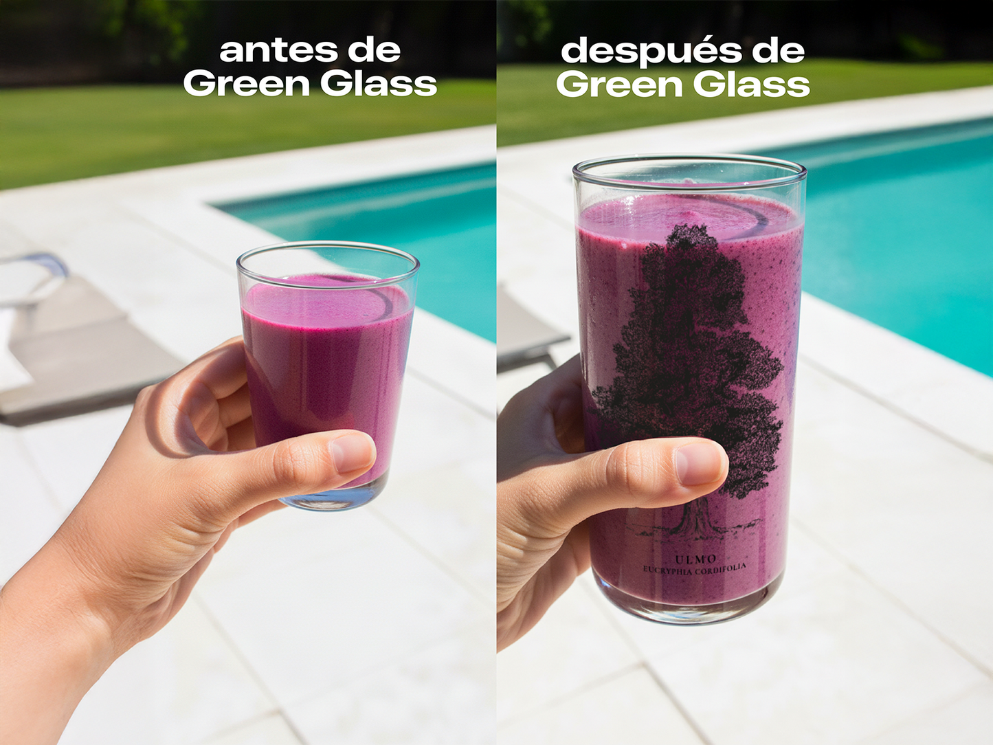 Árboles de Chile - Juego de 6 Vasos - 500 ml