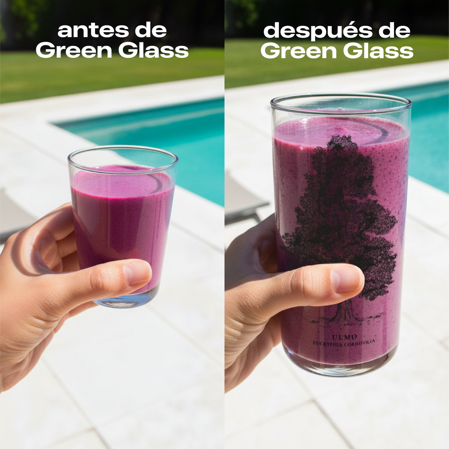 Árboles de Chile - Juego de 6 Vasos - 500 ml