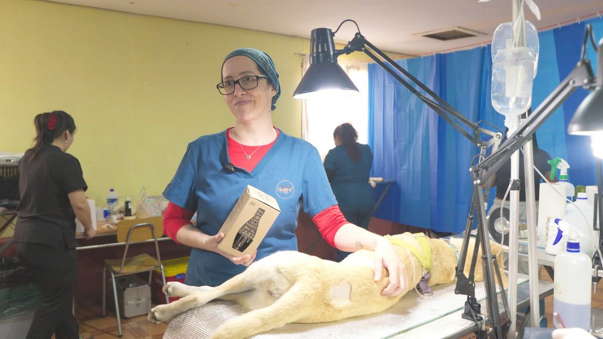 Veterinaria de Fundación Quiltro con una caja Green Glass