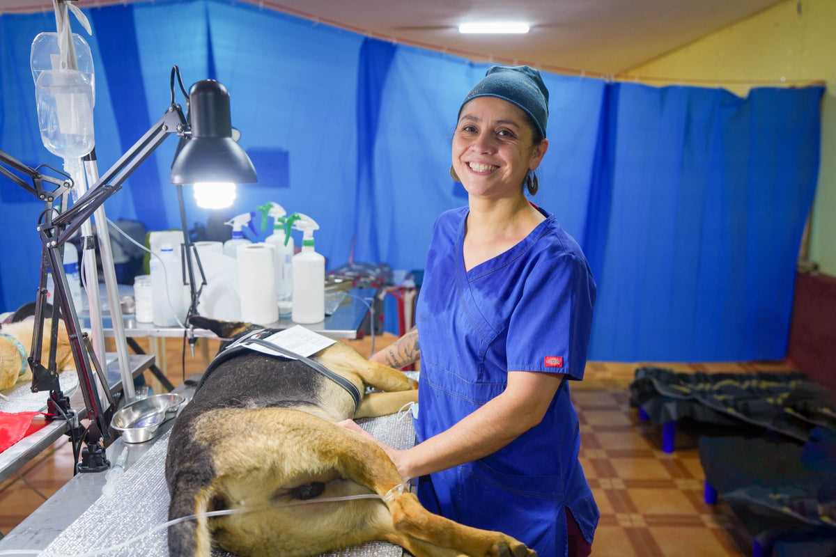 Veterinaria de Quiltro en plena jornada de operación