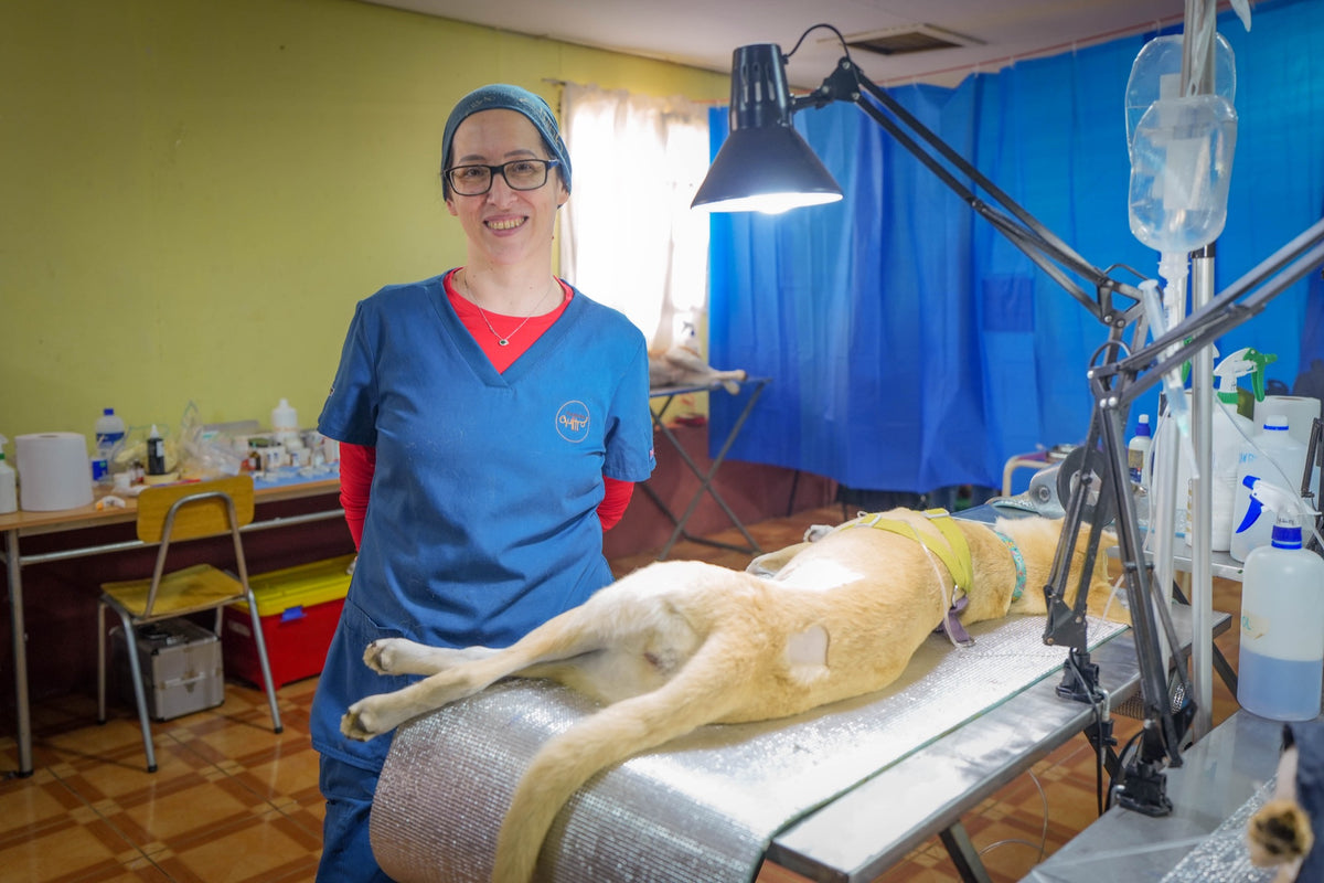 Veterinaria de Quiltro en el pabellón