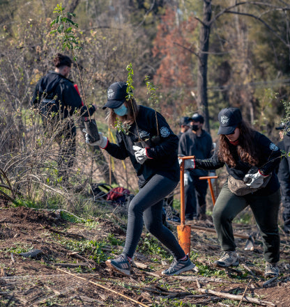 Reforestemos