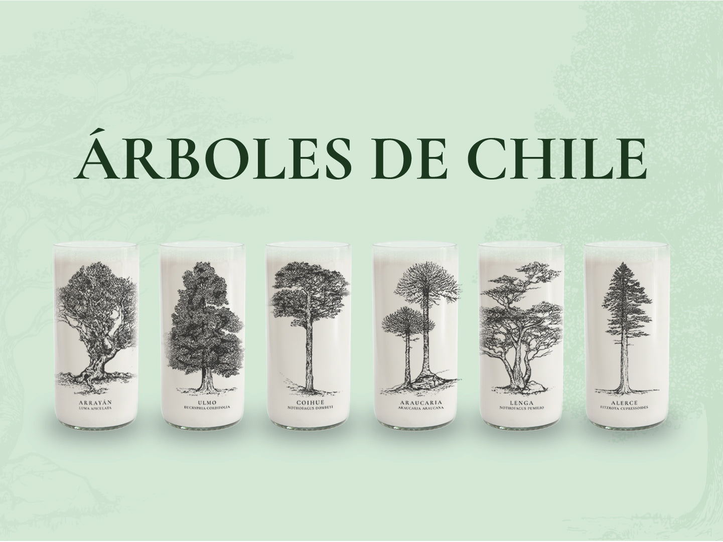 Árboles de Chile - Juego de 6 Vasos - 500 ml