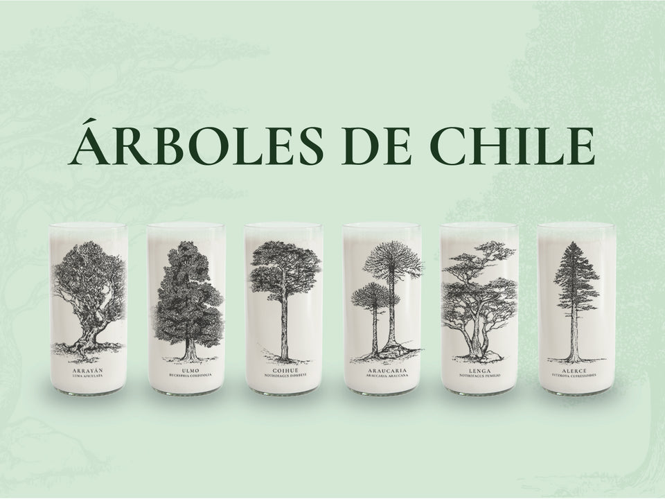 Árboles de Chile - Juego de 6 Vasos - 500 ml