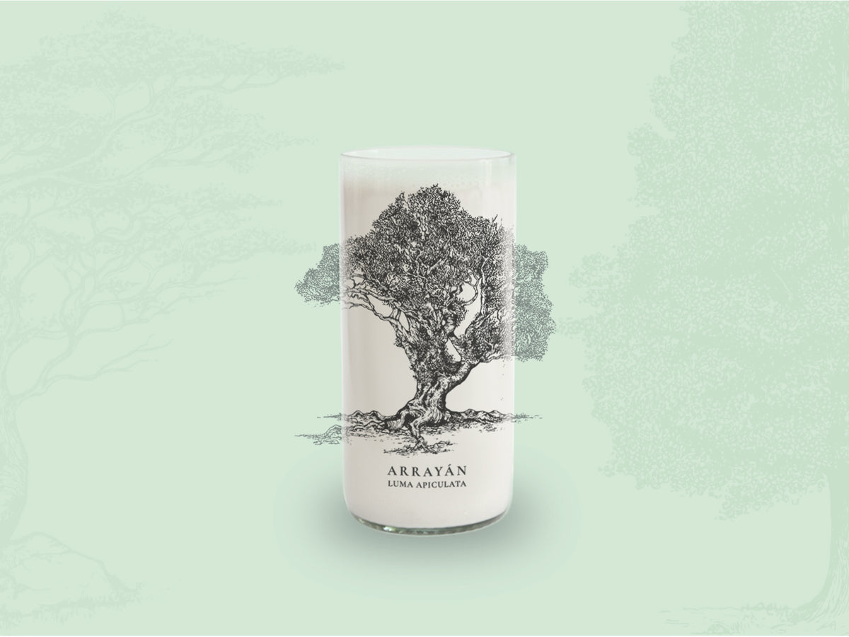 Árboles de Chile - Juego de 6 Vasos - 500 ml