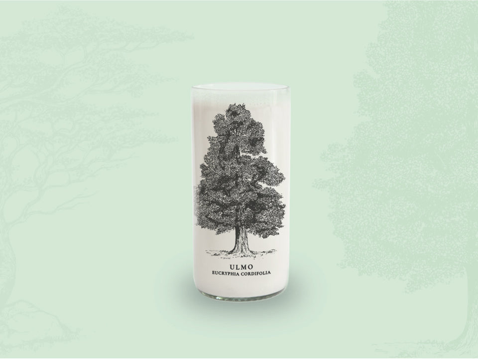 ULMO - Arboles Nativos Vasos Green Glass