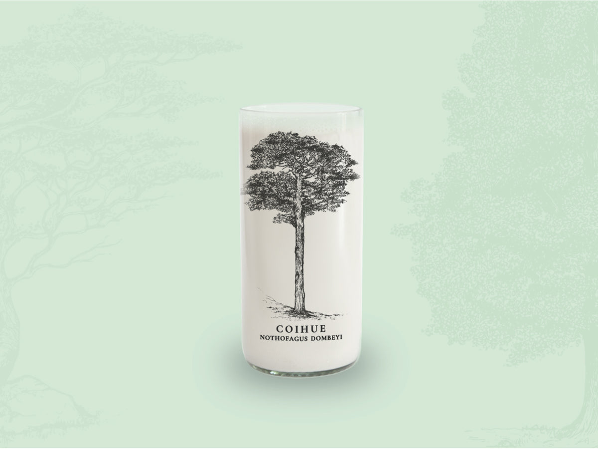 Árboles de Chile - Juego de 6 Vasos - 500 ml