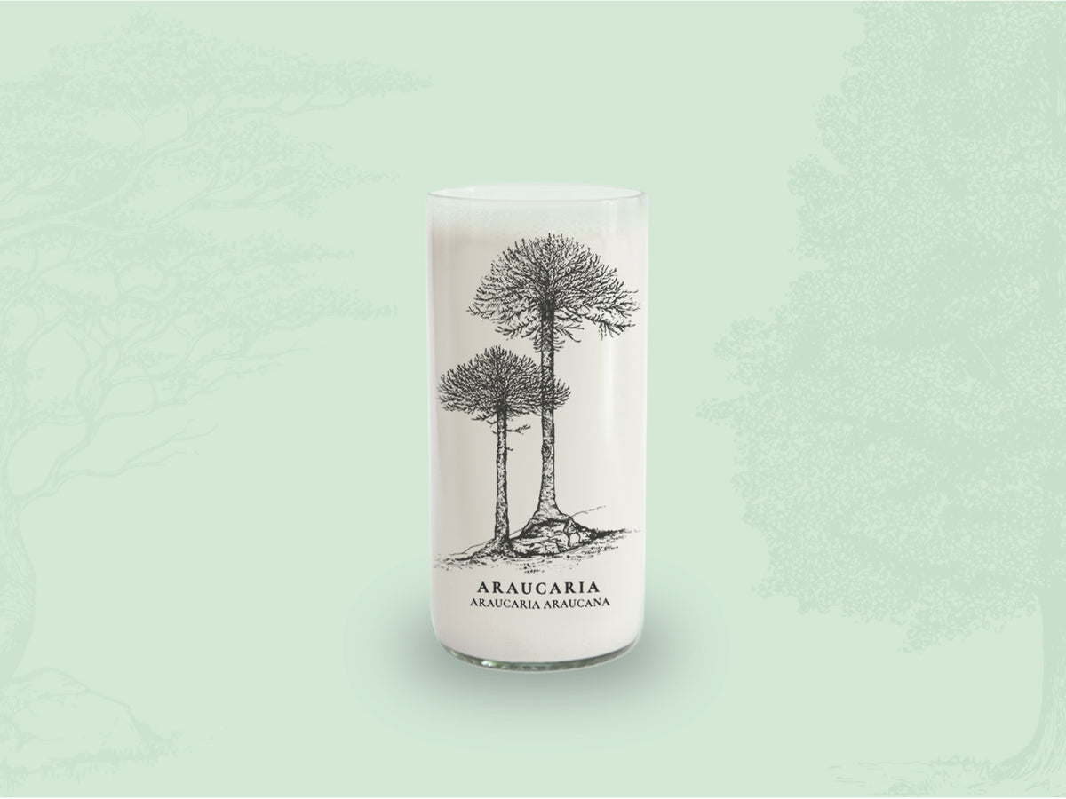 Árboles de Chile - Juego de 6 Vasos - 500 ml