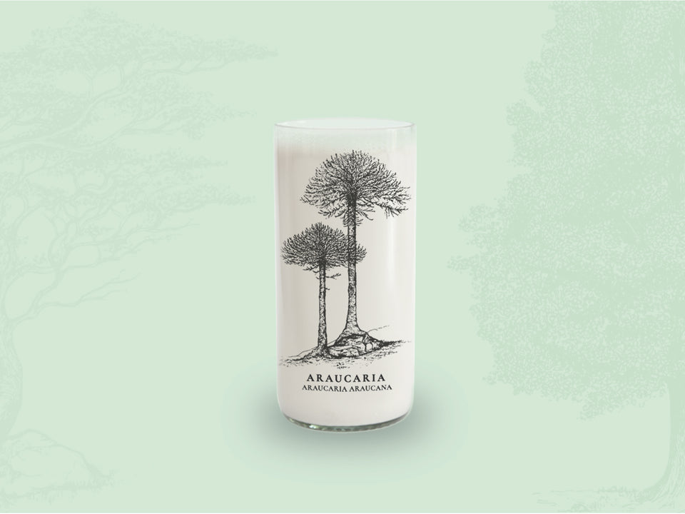 Árboles de Chile - Juego de 6 Vasos - 500 ml