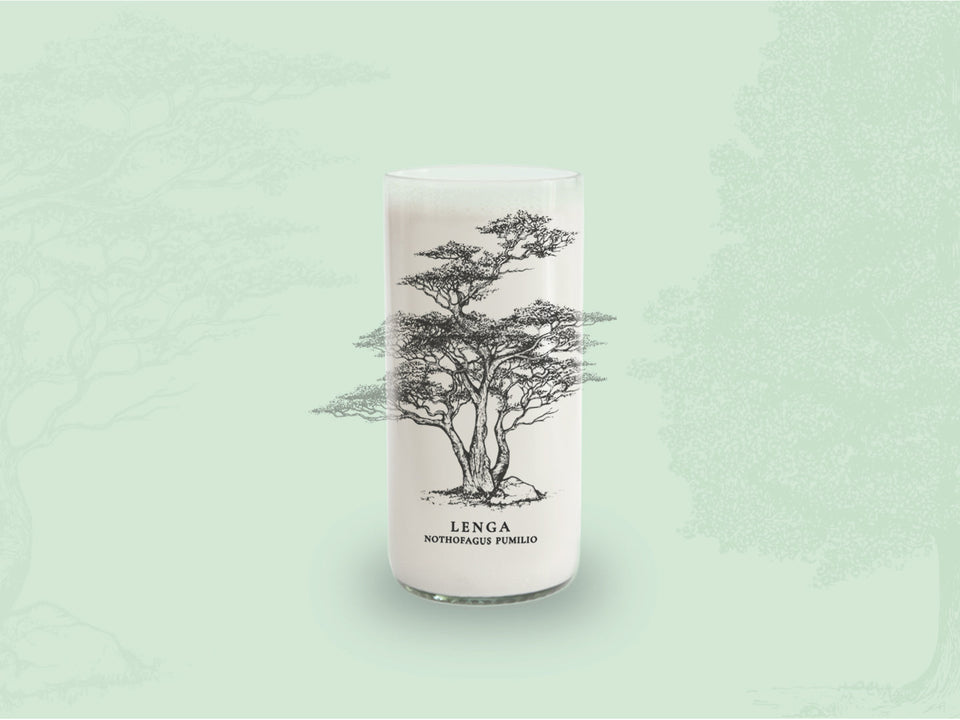 LENGA - Arboles Nativos Vasos Green Glass