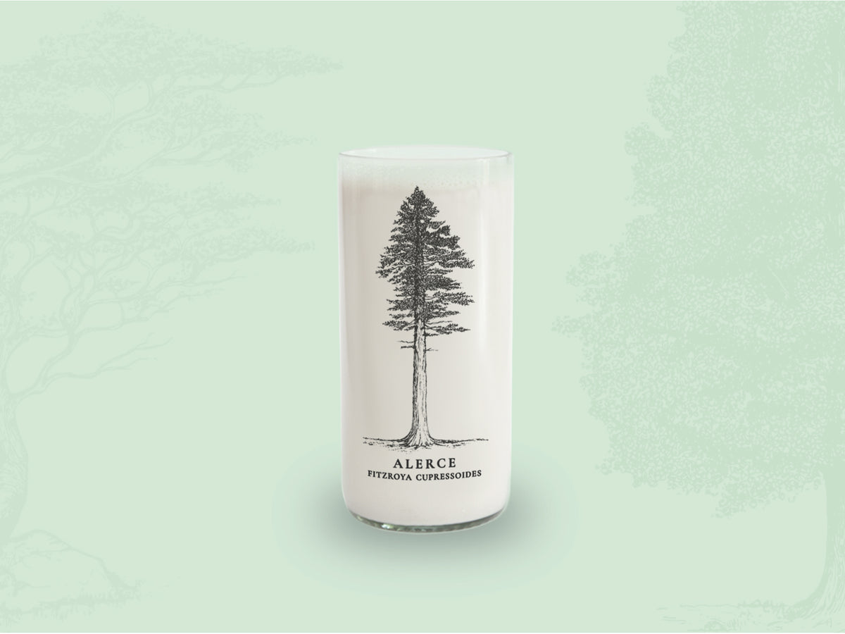Árboles de Chile - Juego de 6 Vasos - 500 ml