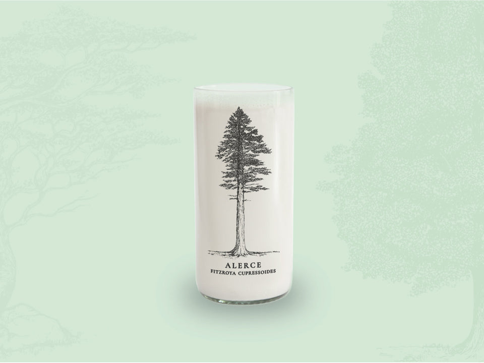 ALERCE - Arboles Nativos Vasos Green Glass